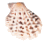 貝 殼 - 2